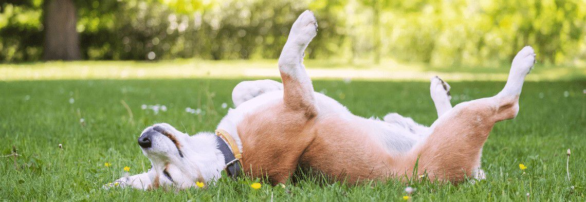 Vanaf welke leeftijd hond castreren? Vanaf welke leeftijd hond castreren?